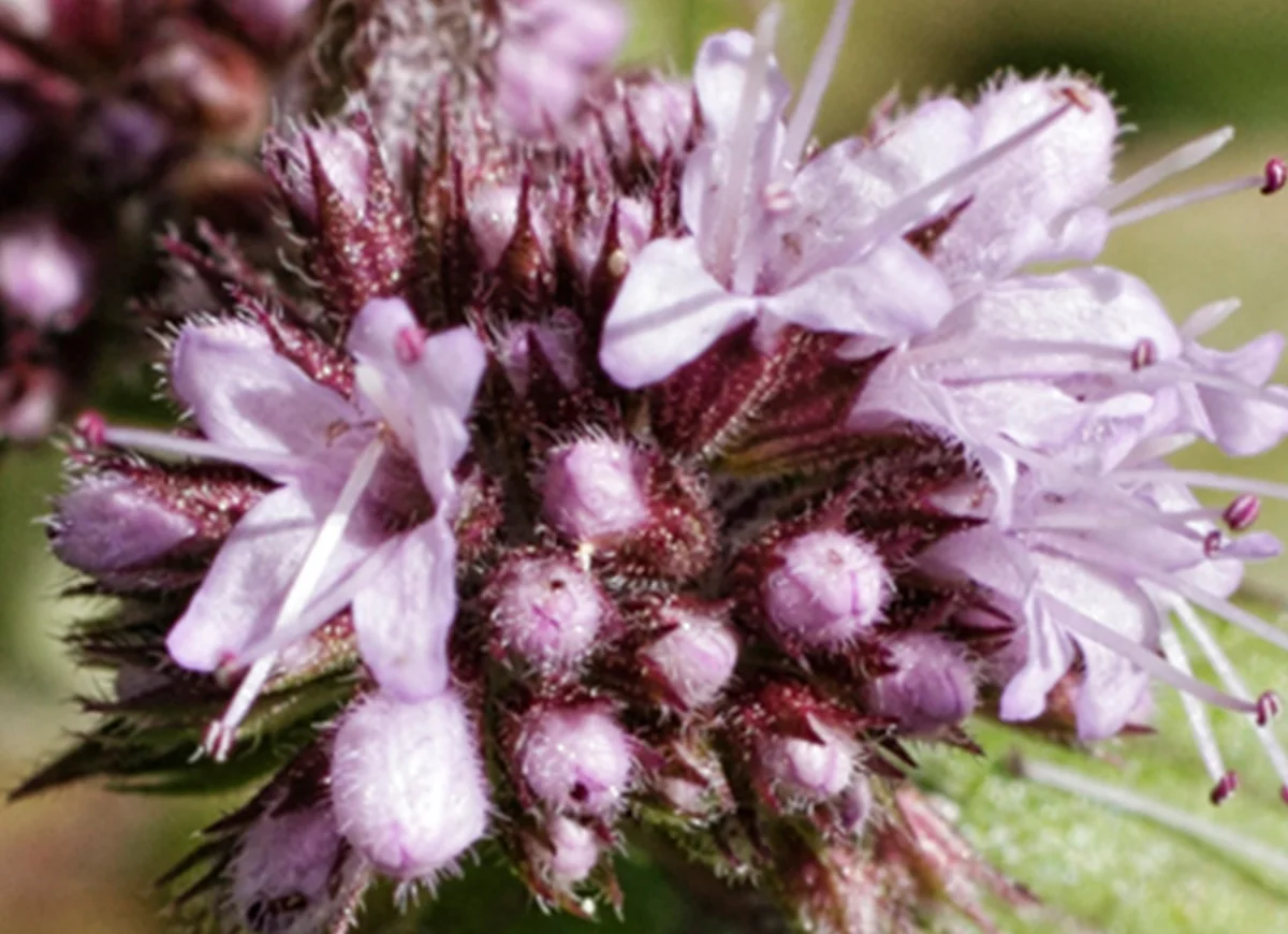Ingrediente primario: Menta Acquatica
