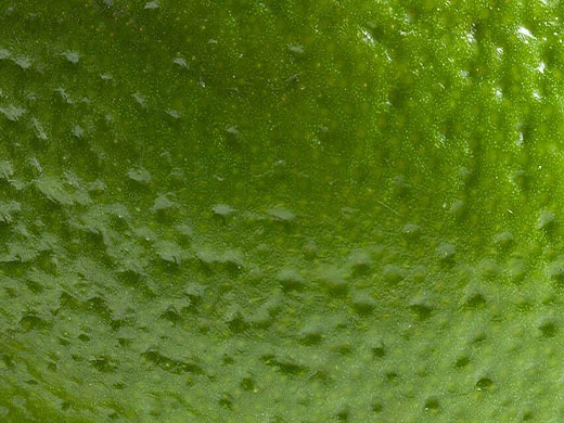 Microalghe rosse